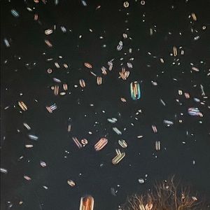 Meet your Posher, Shelby